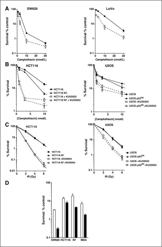 Figure 1. In vitro chemosensitization. A, sensitization of SW620 (left) and LoVo cells (right) to camptothecin by KU59403. Cells were exposed to varying concentrations of camptothecin alone (filled circles, solid line) or in the presence of 1 μmol/L KU59403 (open circles, dashed line) for 16 hours before seeding for colony formation. Data, normalized to DMSO or KU59403 alone control, are mean ± SD from 3 independent experiments. B, survival of wt (circles) and p53 dysfunctional (triangles) HCT116 (left) and U2OS cells (right) following exposure to increasing concentrations of camptothecin in the presence (open symbols, dashed lines) or absence of KU55933 (filled symbols, solid line). Data, normalized to DMSO or KU55933 alone, are mean ± SD from 3 independent experiments. C, survival of wt (circles) and p53 dysfunctional (triangles) HCT116 (left) and U2OS cells (right) to increasing doses of X-rays in the presence (open symbols, dashed lines) or absence of KU55933 (filled symbols, solid line). Data, normalized to DMSO or KU55933 alone, are mean ± SD from 3 independent experiments. D, sensitization of SW620 HCT116, HCT116-N7, and MDA-MB-231 cells to etoposide by KU59403. Data are 1 μmol/L etoposide alone (white bars) or 1 μmol/L etoposide plus 1 μmol/L KU59403 (black bars) mean ± SD from 3 independent experiments.
