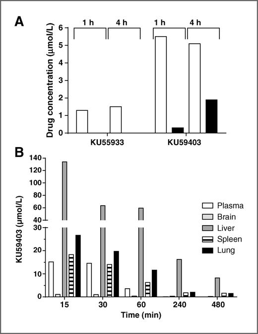 Figure 2. Tissue distribution of KU59403. A, plasma (white bars) and tumor (black bars) concentrations 1 and 4 hours after i.p. administration of KU59403 (50 mg/kg) or KU55933 (10 mg/kg) to female CD-1 athymic mice bearing the SW620 tumor xenograft subcutaneously. B, tissue concentrations of KU59403 following treatment of Balb/C mice with 25 mg/kg KU59403 i.v. Concentrations of KU59403 were determined in plasma (white bars) and tissue homogenates (brain, pale gray bars; liver, dark gray bars; spleen, striped bars; lung, black bars) by HPLC at various time points postadministration as indicated. Data are the mean of 3 samples from 3 mice per time point from a single experiment.