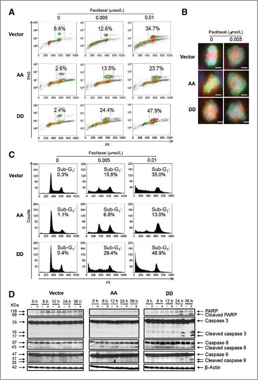 Figure 3. Overexpression of PEA-15 phosphorylated at both Ser104 and Ser116 promoted induction of mitotic arrest and apoptosis by paclitaxel. SKOV3.ip1 stable cells were treated with paclitaxel and then subjected to immunofluorescence staining with anti-phosphohistone H3 antibody and analyses by flow cytometry (A) 12 hours after paclitaxel treatment and fluorescence microscopy (B) 6 hours after paclitaxel treatment. In A, the x-axis indicates the intensity of propidium iodide staining, and the y-axis indicates the intensity of phosphohistone H3 (pH3) staining. In B, scale bar, 100 μm. C, SKOV3.ip1 stable cells were treated with paclitaxel for 36 hours and then subjected to cell-cycle analysis using PI staining and flow cytometry. The x-axis indicates the intensity of PI staining, and the y-axis (counts) shows the cell number. D, SKOV3.ip1 stable cells were treated with paclitaxel for 36 hours and then subjected to Western blotting to verify cleavage of PARP and caspase-3, -8, and -9. β-Actin served as a loading control. Vector, SKOV3.ip1-vector; AA, SKOV3.ip1-AA (stably expressing nonphosphorylatable PEA-15 at Ser104 and Ser116, which were substituted with alanine); DD, SKOV3.ip1-DD (stably expressing phosphomimetic PEA-15 at Ser104 and Ser116, which were substituted with aspartic acid).