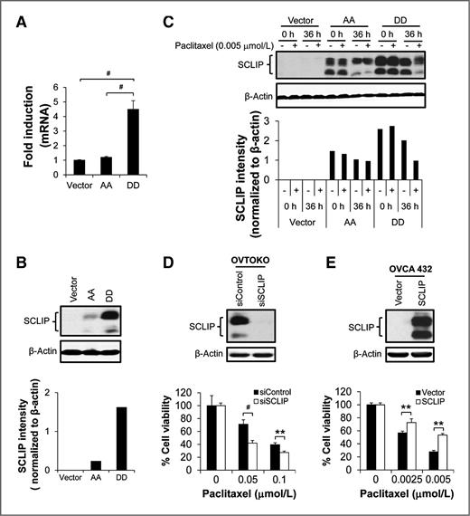Figure 4. SCLIP was involved in pPEA-15–mediated paclitaxel sensitization. In paclitaxel-untreated SKOV3.ip1 stable cells, SCLIP mRNA levels (A) were determined by RT-PCR and protein levels (B) by Western blotting (top) and densitometric quantification (bottom). C, SKOV3.ip1 stable cells were treated with paclitaxel, and 36 hours later, SCLIP expression was determined by Western blotting (top) and densitometric quantification (bottom). β-Actin served as a loading control. Vector, SKOV3.ip1-vector; AA, SKOV3.ip1-AA (stably expressing nonphosphorylatable PEA-15 at Ser104 and Ser116, which were substituted with alanine); DD, SKOV3.ip1-DD (stably expressing phosphomimetic PEA-15 at Ser104 and Ser116, which were substituted with aspartic acid). D, OVTOKO cells were treated with SCLIP-targeting siRNA, and SCLIP expression was determined by Western blotting 72 hours later (top). β-Actin served as a loading control. Following SCLIP silencing, the sensitivity of OVTOKO cells to paclitaxel was determined by trypan blue exclusion assay 72 hours after paclitaxel treatment (bottom). E, OVCA 432 cells were transiently transfected with pCMV6-Entry vector or pCMV6-Entry vector carrying SCLIP, and SCLIP expression was determined by Western blotting 48 hours later (top). β-Actin served as a loading control. Following SCLIP overexpression, the sensitivity of OVCA 432 cells to paclitaxel was determined by trypan blue exclusion assay 72 hours after paclitaxel treatment (bottom). **, P < 0.01; #, P < 0.001.