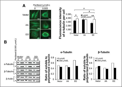 Figure 5. Examination of microtubule network and polymerization in SKOV3.ip1 stable cells in the presence or absence of paclitaxel. A, microtubule network was examined by immunofluorescence staining (left) and fluorescence intensity quantification (right) in SKOV3.ip1 stable cells using anti-α-tubulin antibody after a 12-hour incubation in the absence or presence of paclitaxel. Scale bar, 100 μm. B, soluble (S) and polymerized (P) α- and β-tubulin subunits were isolated from SKOV3.ip1 stable cells after a 12-hour incubation with paclitaxel and then analyzed by Western blotting (left) and densitometric quantification (middle and right). β-Actin served as a loading control. Vector, SKOV3.ip1-vector; AA, SKOV3.ip1-AA (stably expressing nonphosphorylatable PEA-15 at Ser104 and Ser116, which were substituted with alanine); DD, SKOV3.ip1-DD (stably expressing phosphomimetic PEA-15 at Ser104 and Ser116, which were substituted with aspartic acid). *, P < 0.05; **, P < 0.01; #, P < 0.001.