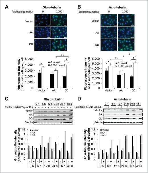 Figure 6. Examination of detyrosinated (Glu) and acetylated (Ac) α-tubulin expression in SKOV3.ip1 stable cells in the presence or absence of paclitaxel. Expression of Glu (A) and Ac α-tubulin (B) was examined by immunofluorescence staining (top) and fluorescence intensity qualification (bottom) in SKOV3.ip1 stable cells after a 1-hour incubation in the absence or presence of paclitaxel. Scale bar, 10 μm. Expression of Glu (C) and Ac α-tubulin (D) was examined by Western blotting (top) and densitometric quantification (bottom) in SKOV3.ip1 stable cells after a 48-hour incubation with paclitaxel. Vector, SKOV3.ip1-vector; AA, SKOV3.ip1-AA (stably expressing nonphosphorylatable PEA-15 at Ser104 and Ser116, which were substituted with alanine); DD, SKOV3.ip1-DD (stably expressing phosphomimetic PEA-15 at Ser104 and Ser116, which were substituted with aspartic acid). *, P < 0.05; **, P < 0.01; #, P < 0.001.