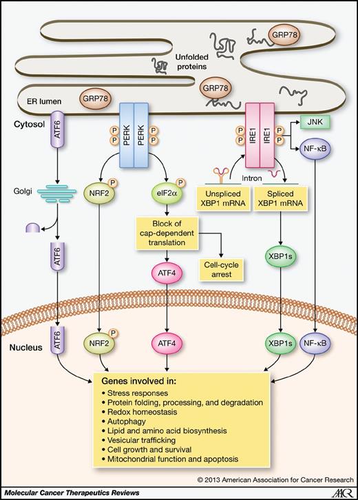Figure 1. Signaling pathways of the unfolded protein response. When unfolded proteins accumulate in the ER lumen, they are bound by GRP78, leading to activation of the ER stress sensors ATF6, PERK, and IRE1, which induce a signaling cascade termed the UPR. The UPR involves the downregulation of translation and the activation of transcription factors that regulate genes promoting ER homeostasis and cell survival. During prolonged or severe ER stress, however, genes that induce apoptosis are upregulated. See main text for details.