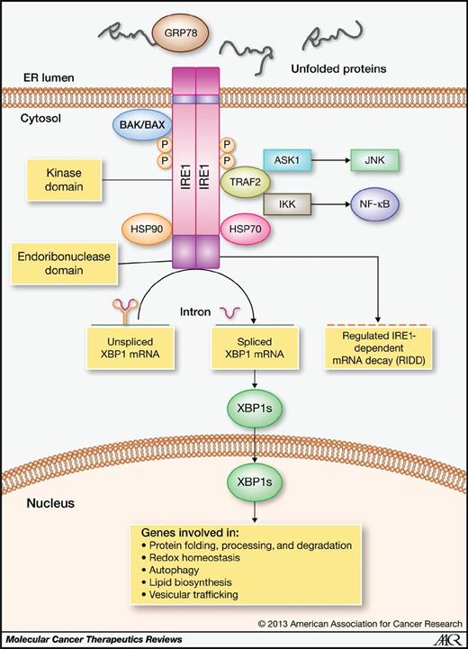Figure 2. IRE1 signaling during ER stress. Upon accumulation of unfolded proteins in the ER lumen, the ER chaperone GRP78 dissociates from the ER transmembrane protein IRE1, allowing it to oligomerize and autophosphorylate causing activation of its endoribonuclease domain. This domain then splices the mRNA of XBP1 leading to translation of the active transcription factor XBP1s, which regulates the transcription of genes involved in re-establishing ER homeostasis. The endoribonuclease domain also cleaves other transcripts, leading to their degradation (RIDD). In addition, activated IRE1 binds to the adaptor protein TRAF2, leading to the activation of ERK, JNK, and NF-κB. IRE1 interacts with other proteins, such as Bax/Bak, HSP90, or HSP70, that modulate its activity.
