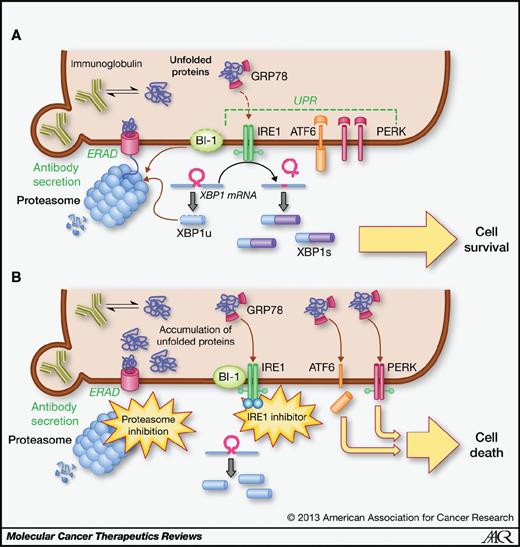 Figure 3. Model depicting how inhibition of proteasome and/or IRE1 may work in synergy to induce cell death. A, myeloma cells have to deal with a large load of unfolded proteins due to extensive immunoglobulin synthesis. Unfolded proteins are removed by the ERAD pathway. Accumulation of unfolded proteins in the ER also induces IRE1 activation. IRE1 splices XBP1 mRNA to yield XBP1s, an active transcription factor that mediates adaptation of the ER to high secretory demand. XBP1u, translated from unspliced XBP1 mRNA, is unstable and removed by the proteasome. Also, the IRE1 inhibitory protein BI-1 is degraded by the proteasome. B, proteasome inhibitors block the ERAD pathway, leading to accumulation of unfolded proteins and consequently activation of IRE1, PERK, and ATF6. Although XBP1 splicing may occur, XBP1u and possibly BI-1 also accumulate, the latter interfering with IRE1 activation. Blocking XBP1 splicing with small-molecule IRE1 inhibitors acts synergistically by removing the XBP1s-induced adaptation and survival pathways.