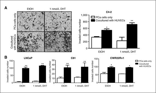 Figure 2. Endothelial cells enhance prostate cancer (PCa) cells invasion in vitro. A, C4-2 cells (1 × 105/well) were cocultured with HUVECs and invasion assay conducted in the presence of 0 (EtOH) and 1 nmol/L concentrations of DHT. Invaded cells were stained with toluidine blue and the positively stained cells were counted from 6 random fields. B, LNCaP, C81, and CWR22Rv1 cells were used for invasion assay, similar to A. Results are expressed as mean ± SD. Different numbers between 2 groups were analyzed by 2-tailed Student t test. *, P < 0.05; **, P < 0.01.