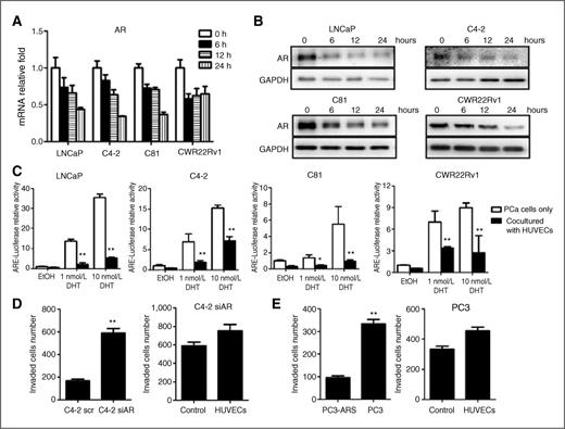 Figure 3. Endothelial cells downregulate AR signaling in prostate cancer cells. A and B, LNCaP, C4-2, C81, and CWR22Rv1 cells (1 × 105/well) were cocultured with HUVECs (medium for control) in Transwell plates (3 μm) for 6, 12, 24 hours. A, Total RNAs were extracted and AR mRNA levels were analyzed by qRT-PCR. B, prostate cancer cell extracts were obtained for Western blot analysis for AR expression. C, LNCaP, C4-2, C81, and CWR22Rv1 cells were transfected with MMTV-luc containing ARE and cocultured with HUVECs (medium for control) in the presence of various concentrations of DHT as indicated. After 24 hours, luciferase activity was measured. D, C4-2 cells, transfected with either AR-siRNA or scramble control, were used in invasion assays as in Fig. 2A. E, PC3 and PC3AR9 cells were used in invasion assay, similar to D. All experiments were repeated 3 times. Data were presented as mean ± SD. *, P < 0.05; **, P < 0.01.