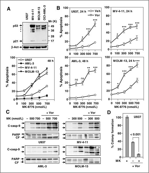 Figure 1. MK-8776 synergistically interacts with HDACIs to induce apoptosis in leukemia cell lines with various genetic backgrounds. A, U937, MV-4-11, OCI-AML-3, and MOLM-13 cells were characterized by immunoblotting analysis (top). Dose responses to MK-8776 were then examined in these lines by Annexin V–FITC/PI staining and flow cytometry (bottom). B, cells were exposed (48 hours for OCI-AML-3; 24 hours for others) to MK-8776 ± 1.5 μmol/L vorinostat; apoptosis was measured. C, alternatively, immunoblotting was conducted to detect cleavage of caspase-9 and PARP. CF, cleaved fragment. D, after 24-hour exposure to 500 nmol/L MK-8776 ± vorinostat, a soft-agar assay was conducted to assess the colony-forming capacity of U937 cells.