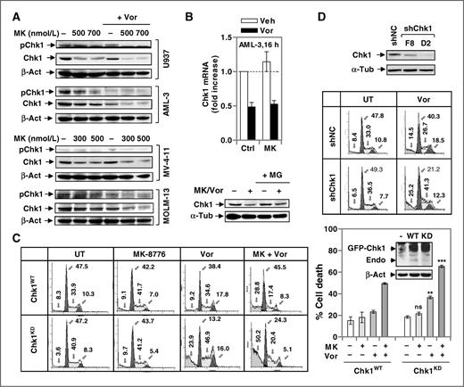Figure 2. HDACIs enhance Chk1 inhibition by MK-8776, whereas genetic disruption of Chk1 increases S-phase population and sensitizes cells to HDACIs. A, cells were exposed to MK-8776 ± 1.5 μmol/L vorinostat for 24 hours, after which total and autophosphorylated (Ser296) Chk1 were monitored. B, OCI-AML-3 cells were incubated with 500 nmol/L MK-8776 ± 1.5 μmol/L vorinostat for 16 hours, after which Chk1 mRNA levels were determined by qPCR (top). OCI-AML-3 cells were incubated with 500 nmol/L MK-8776 + 1.5 μmol/L vorinostat in the presence or absence of 300 nmol/L MG-132 for 16 hours, after which total Chk1 levels were monitored by immunoblotting analysis (bottom). C, U937 cells were stably transfected with GFP-Chk1wt or GFP-Chk1KD (inset) and then exposed to 500 nmol/L MK-8776 ± 1.5 μmol/L vorinostat for 24 hours, after which 7-AAD+ cells was determined in the GFP-positive population (right; ns, P = 0.5374; **, P = 0.0019; ***, P = 0.0003), and cells cycle analyzed (left). D, Chk1 was knocked down by shRNA (shChk1, 2 clones designated F8 and D2; shNC, a scrambled sequence negative control) in U937 cells. Expression of Chk1 was monitored. Alternatively, cell-cycle analysis was conducted.