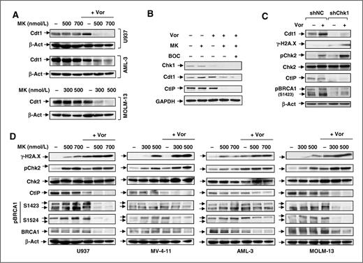 Figure 4. MK-8776/HDACIs downregulate Cdt1 and induce DNA damage in association with disruption of the CtIP/BRCA1 pathway that mediates DNA repair via homologous recombination. A, cells were treated with MK-8776 ± 1.5 μmol/L vorinostat for 16 hours and subjected to immunoblotting for Cdt1. B, U937 cells were treated with 500 nmol/L MK-8776 + 1.5 μmol/L vorinostat for 16 hours in the presence or absence of 20 μmol/L Boc-D-fmk; shChk1 or shNC U937 cells were exposed to 1.5 μmol/L vorinostat for 16 hours. After drug treatment, immunoblotting analysis was conducted to monitor expression of the indicated proteins. C, cells were treated as described in A, after which immunoblotting was conducted to monitor DSB (γ-H2A.X expression and Chk2 Thr68 phosphorylation) and expression and/or phosphorylation of the DNA repair proteins CtIP and BRCA1.