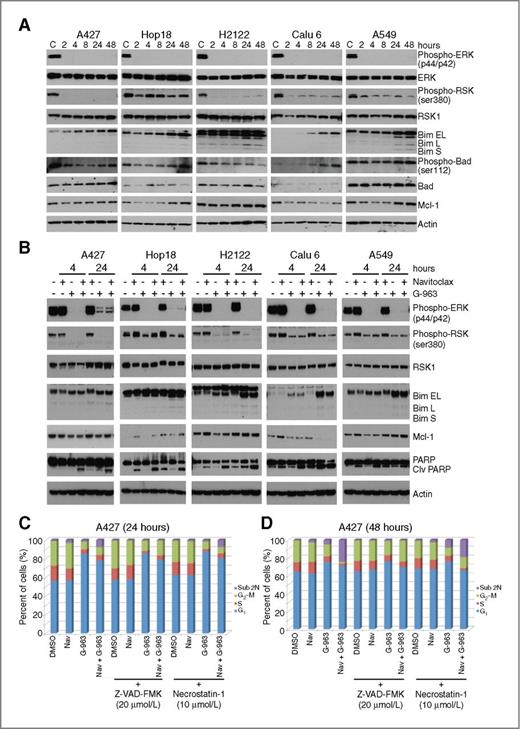 Figure 2. Cellular response to G-963 and the G-963/navitoclax combination. A, Western blots of whole cell lysates from cells treated with 2 μmol/L G-963. B, Western blots of lysates from cells treated with navitoclax (1 μmol/L), G-963 (2 μmol/L), or the combination. C, DNA content assessed by flow cytometry for A427 cells treated with navitoclax (1 μmol/L), G-963 (2 μmol/L), or the combination plus or minus Z-VAD-FMK (20 μmol/L) or necrostatin-1 (10 μmol/L) for 24 hours; D, DNA content assessed by flow cytometry for A427 cells treated with navitoclax (1 μmol/L), G-963 (2 μmol/L), or the combination plus or minus Z-VAD-FMK (20 μmol/L) or necrostatin-1 (10 μmol/L) for 48 hours.