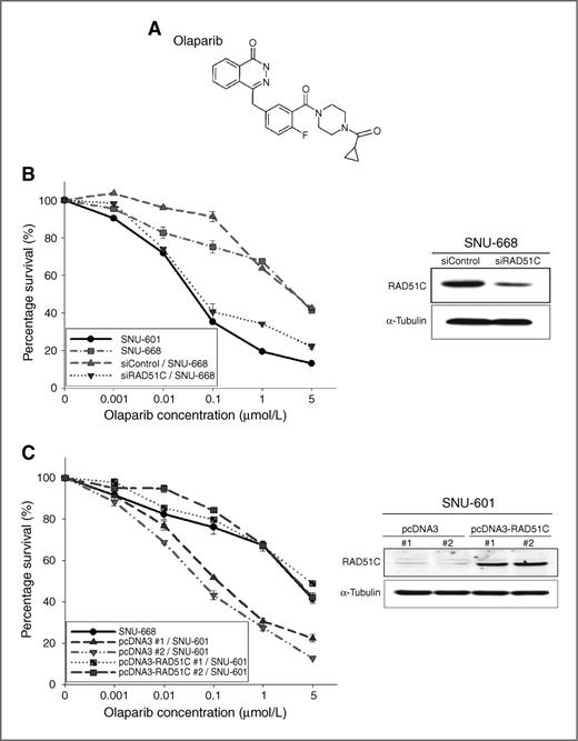 Figure 1. RAD51C expression affects olaparib sensitivity in human cancer cell lines. A, the chemical structure of olaparib. B, RAD51C silencing restored olaparib sensitivity in the insensitive cell line SNU-668. The SNU-668 cells were transfected with nonspecific control or RAD51C-specific siRNA. The cells were exposed to increasing doses of olaparib and a CFA was conducted. After 14 days, the colonies were stained and counted. Cell survival was calculated as a percentage and presented as a graph with SE bars (left; n = 3). The IC50 was also determined (SNU-601, 0.037 ± 0.001 μmol/L; SNU-668, 3.80 ± 0.670 μmol/L; nonspecific control-SNU-668, 3.70 ± 0.620 μmol/L; and siRAD51C-SNU-668, 0.061 ± 0.007 μmol/L). C, SNU-601 cells were transfected with pcDNA3 or pcDNA3-RAD51C plasmids to establish the stable clones and the CFA was conducted. After 14 days of olaparib treatment, cell survival was calculated and is presented in the graph (left). The IC50 was also calculated (pcDNA3 #1, 0.098 ± 0.002 μmol/L; pcDNA3 #2, 0.065 ± 0.002 μmol/L; RAD51C #1, 3.250 ± 0.80 μmol/L; and RAD51C #2, 3.860 ± 0.370 μmol/L). All data presented represent the results of 3 independent experiments. The transfection efficacy was verified by Western blot analysis with anti-RAD51C and anti-α-tubulin antibodies (right column of B and C).