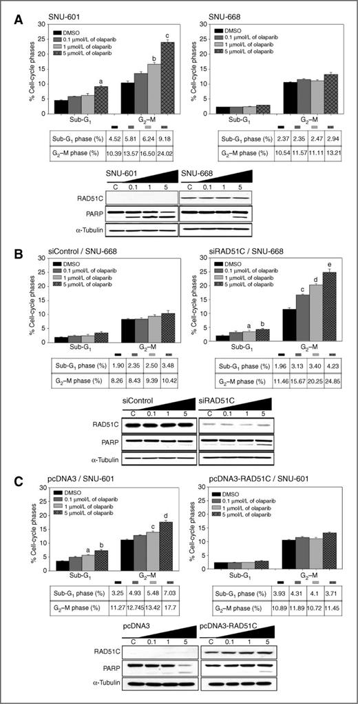 Figure 2. Olaparib induces G2–M cell-cycle arrest and apoptosis in RAD51C-deficient cell lines. The cells were treated with the indicated concentrations of olaparib for 96 hours, and the percentage of cells in the G2–M phase and those undergoing apoptosis are determined using FACS analysis. The columns represent the mean of 3 independent experiments and are shown with error bars (±SE). A, the proportion of the SNU-601 and SNU-668 cells undergoing G2–M phase and apoptosis are presented in the bar graphs (top). a, P = 0.038; b, P = 0.032; and c, P = 0.005. The total cellular proteins were extracted and Western blotting was conducted with the indicated antibodies. PARP cleavage was observed in the olaparib-sensitive cells in a dose-dependent manner (bottom). B, SNU-668 cells transfected with nonspecific control or RAD51C-specific siRNA were harvested and the percentages of cells in the G2–M phase and undergoing apoptosis were calculated and are shown in the bar graph (top). a, P = 0.013; b, P = 0.0001; c, P < 0.0001; d, P < 0.0001; and e, P < 0.0001. Western blot analysis showed that PARP cleavage was observed after olaparib treatment in the RAD51C-depleted SNU-668 cells in a dose-dependent manner (bottom). C, the pcDNA3 or pcDNA3-RAD51C plasmids were stably transfected to the SNU-601 cells and the cell-cycle distribution was analyzed. The percentages of cells in the G2–M phase and those undergoing apoptosis are presented in the bar graphs (top). a, P = 0.0028; b, P < 0.0001; c, P < 0.0001; and d, P < 0.0001. Western blot analysis of SNU-601 cells overexpressing RAD51C revealed that RAD51C expression can lead to evasion of apoptosis (bottom).