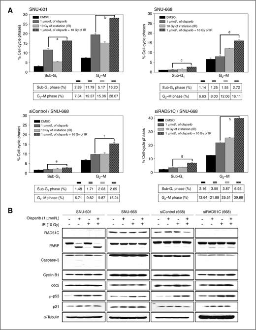 Figure 3. Olaparib sensitizes RAD51C-deficient cancer cells to radiation-induced G2–M arrest and apoptosis. A, the wild-type SNU-668 and SNU-601 cells along with SNU-668 cells transfected with nonspecific control or RAD51C-specific siRNA were treated with or without 1 μmol/L olaparib. The cells were either irradiated (10 Gy) or not 48 hours after the treatment. The cells were allowed to recover and grow for another 48 hours regardless of treatment with olaparib. Next, the percentages of cells in the G2–M phase and those undergoing apoptosis were measured and are presented in the bar graph. Column, the mean of 3 independent experiments; bars, ±SE; a, P = 0.0003; b, P < 0.0001; c, P = 0.014; d, P = 0.0066; e, P = 0.009; f, P = 0.0002; g, P = 0.0006; and h, P < 0.0001. B, SNU-601, SNU-668, and nonspecific or RAD51C-specific siRNA-transfected SNU-668 cells were exposed to 1 μmol/L olaparib, irradiation, or left untreated. The cells were treated with olaparib for 48 hours, followed by irradiation (10 Gy) for 48 hours. The total cellular proteins were subjected to Western blot analysis with the indicated antibodies.