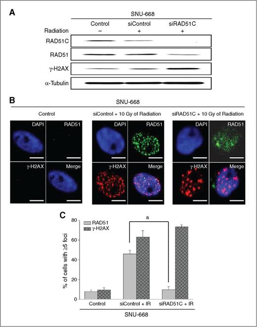 Figure 4. RAD51C silencing impairs RAD51 foci formation during the DNA damage response. A, the siRNA-mediated reduction of RAD51C expression was confirmed by Western blot analysis. B, SNU-668 cells transfected with nonspecific control or RAD51C-specific siRNA were treated with 1 μmol/L olaparib. The cells were irradiated (10 Gy) 48 hours after transfection and allowed to recover for 2 hours before the immunofluorescence analysis with the indicated antibodies. Confocal microscopy was used to observe the signals corresponding to RAD51 (green) and γ-H2AX (red). The DNA was counterstained with DAPI (blue). The merged pictures represent overlays of the 3 channels. The scale bars indicate 5 μm (top). C, the percentage of cells containing more than 5 foci of RAD51 and γ-H2AX over 3 experiments is presented in a bar graph. At least 100 nuclei were analyzed for each experiment (bottom). Columns, the mean of 3 independent experiments; bars, ±SE; a, P < 0.0001.