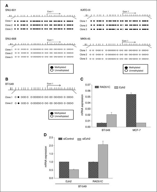 Figure 5. RAD51C deficiency is caused by epigenetic silencing or the overexpression of a transcriptional repressor. A, methylation levels of the RAD51C gene in the SNU-601 and SNU-668 cells was analyzed by genomic sequencing of bisulfite-modified DNA (left). The methylation levels in the KATO-III and MKN-45 cell lines were determined using bisulfite-modified sequencing (right). B, hypomethylation of the RAD51C gene in the BT-549 cells was determined using bisulfite-modified sequencing. C, the basal expressions of Ezh2 and RAD51C in the BT-549 and MCF-7 cells were analyzed by quantitative real-time PCR. The results were normalized to actin expression and are presented in the bar graph. Columns, the mean of 3 independent experiments; bars, ±SE. D, Ezh2 negatively regulates RAD51C expression. The siRNA-mediated depletion of Ezh2 induced RAD51C mRNA expression. The expression levels of RAD51C and Ezh2 were determined by quantitative real-time PCR in BT-549 cells transfected with nonspecific control or Ezh2-specific siRNA.