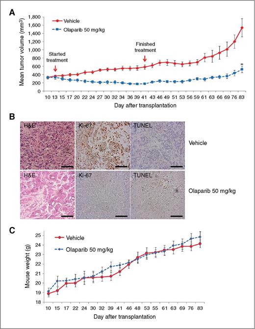 Figure 6. Olaparib significantly inhibits tumor growth in a xenograft model of SNU-601 human gastric cancer. A, Balb/c nude mice were injected with 1 × 108 SNU-601 cells and the drug treatment was initiated 13 days after inoculation of the cancer cells. The mice were treated with 50 mg/kg olaparib (n = 8) or vehicle alone (n = 8) daily for 28 days. The tumor volumes of each mouse were measured every other day and are presented as a graph with SD bars. Olaparib inhibited tumor growth in a SNU-601 mouse xenograft model (*, P < 0.001). B, the tumors were removed from the mice 42 days after the drug treatment ended, and pathologic examination was done using hematoxylin and eosin (H&E) slides (×400). The scale bars represent 25 μm. IHC stain for Ki-67 and TUNEL assay showed decreased Ki-67 with increased apoptosis in olaparib-treated tumors. C, changes of mouse body weight. The body weight of each mouse was measured twice weekly. Bars, ±SD. No significant difference of body weight was detected.