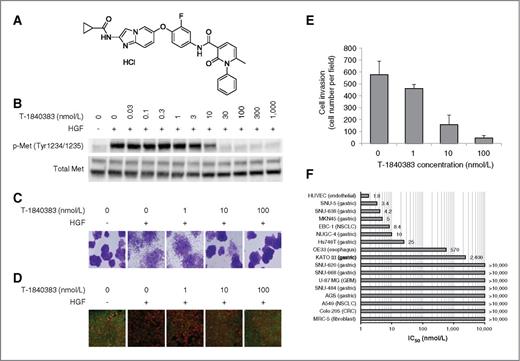 Figure 1. T-1840383 inhibits HGF-induced c-Met phosphorylation, cell scattering, and invasion. A, chemical structure of T-1840383. B, A549 cells were treated with T-1840383 for 1 hour before HGF stimulation. c-Met phosphorylation (p-Met) levels were determined by Western blotting. Total c-Met levels are shown as a loading control. Western blot analysis was done in quadruplicate with very similar results. C, T-1840383 was added to the cell culture before HGF stimulation. Scattering-stimulated cells were then stained with a Diff-Quik staining kit. Magnification, ×100. D, scattering-stimulated cells were subjected to immunofluorescence stain for E-cadherin expression (green) and nuclear stain with propidium iodide (red). Magnification, ×400. E, cell invasion was assessed using a Matrigel invasion chamber for 72 hours under mild hypoxia (3% O2). The invading cells were stained with a Diff-Quik staining kit and quantified. Columns, mean (n = 4); bars, SD. F, cell viabilities were determined in appropriate media containing various concentrations of T-1840383. Shown are the mean of the IC50 values (n = 2–6). Rows labeled as “>10,000” indicate that the IC50 values are more than 10,000 nmol/L.