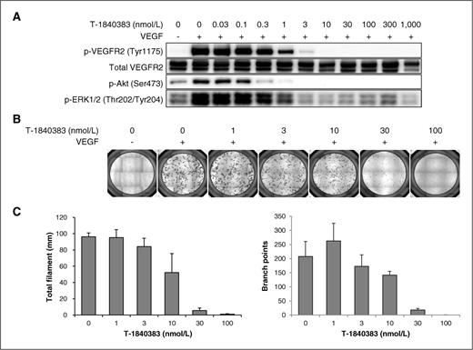 Figure 2. T-1840383 inhibits VEGFR-2 phosphorylation and VEGF signaling in HUVECs. A, HUVECs were treated with T-1840383 at the indicated concentration for 1 hour. Phosphorylation of VEGFR2 (Tyr1175), Akt (Ser473), and ERK1/2 (Thr202/Tyr204) following VEGF stimulation was analyzed by Western blotting. Western blotting was done in quadruplicate with very similar results. B, HUVECs were cocultured with fibroblasts. T-1840383 was added to the medium followed by VEGF stimulation. Shown are representative images after endothelial cell-specific staining (n = 4). C, total filament length and number of branch points of the stained tube-like structures were measured using image analysis software in 4 to 10 different fields for each condition. Columns, mean; bars, SD.