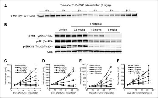 Figure 3. In vivo inhibition by T-1840383 of c-Met downstream signaling pathways and antitumor efficacy of T-1840383 in tumor xenograft models. A, mice bearing MKN45 tumors were administered a single oral dose of T-1840383 (2 mg/kg). At the indicated time points after administration, the tumors were collected and homogenized. c-Met phosphorylation was determined by Western blotting. B, c-Met signaling in MKN45 tumors from mice that had been received a single oral dose of T-1840383 or vehicle was analyzed by Western blotting. Mice bearing MKN45 (C), EBC-1 (D), U-87MG (E), or COLO 205 (F) tumors were orally administered T-1840383 once daily at the indicated dose levels or vehicle alone for 2 weeks. Data represent the mean ± SEM for each group over the treatment period (n = 5 or 6). *, P ≤ 0.025 versus the vehicle control group by the one-tailed Williams test.
