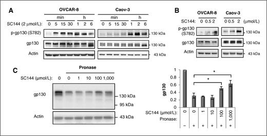 Figure 2. SC144 induces gp130 phosphorylation and deglycosylation. Immunoblot detection of phosphorylation of gp130 (Ser782) in OVCAR-8 and Caov-3 cells treated by SC144 in a time- (A) and dose-dependent (B) manner as indicated. C, SC144 directly binds gp130. OVCAR-8 cell lysate was used for the DARTS assay, conducted as described in Materials and Methods. Left, 1 of 3 representative experiments is shown. Right, statistical analyses of data from the 3 independent experiments. Error bars, SEM. *, P < 0.05; paired t test.