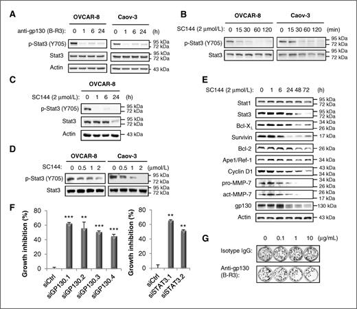 Figure 3. SC144 inhibits gp130/Stat3 signaling pathway. A, inhibition of Stat3 phosphorylation by anti-gp130 antibody. Protein extracts from OVCAR-8 and Caov-3 cells treated with a monoclonal antibody against an extracellular region (B-R3) of gp130 at 10 μg/mL for the indicated periods of time were analyzed for phospho-Stat3 (Ser782) and total Stat3. SC144 inhibited Stat3 (Y705) phosphorylation in OVCAR-8 and Caov-3 cells in a time-dependent manner at 2 μmol/L (B and C) and a dose-dependent manner after 1 hour (D). E, gp130/Stat3-mediated gene expression was inhibited in OVCAR-8 cells treated with SC144 (2 μmol/L) for the indicated periods of time. F, silencing of gp130 or Stat3 inhibited cell growth in ovarian cancer cells. An MTT assay was conducted 96 hours after the addition of indicated siRNAs. Bar, SEM. **, P < 0.01; ***, P < 0.001. G, colony formation in OVCAR-8 cells was inhibited by 48-hour treatment with anti-gp130 (B-R3) antibody at indicated concentrations.