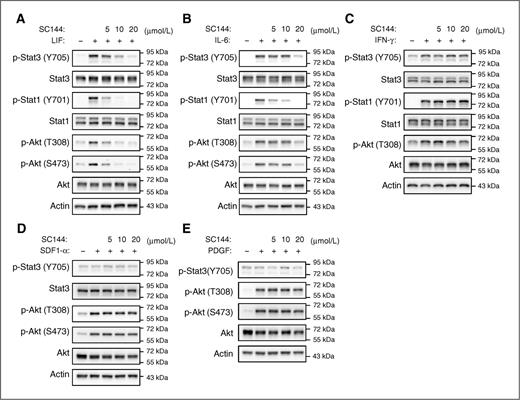 Figure 4. SC144 inhibits downstream signaling induced by gp130 cytokines. SC144 inhibits the downstream signaling elicited by LIF (A) or IL-6 (B) in a dose-dependent manner without affecting the downstream signaling induced by IFN-γ (C), SDF-1α (D), or PDGF (E). OVCAR-8 cells were serum-starved overnight before 4-hour pretreatment with SC144 at the indicated concentrations, followed by stimulation with LIF (50 ng/mL) for 15 minutes, IL-6 (50 ng/mL) for 10 minutes, IFN-γ (50 ng/mL) for 20 minutes, SDF-1α (80 ng/mL) for 10 minutes, or PDGF (20 ng/mL) for 15 minutes. Whole-cell lysates were subjected to immunoblotting using specific antibodies for the indicated proteins.
