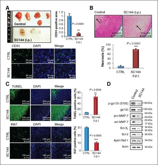 Figure 7. Effects of SC144 on in vivo ovarian tumor. A, SC144 treatment reduced tumor blood vessels in OVCAR-8 xenograft mice. Top left, tumors excised from i.p. vehicle-treated and SC144-treated mice are shown. Bottom, immunohistochemical staining for CD31. Percentage of positively stained areas was determined by the number of areas of stained microvessels divided by number of nuclei. Bar, SEM. **, P < 0.01. B, SC144 (i.p.) treatment induced extensive areas of necrosis in OVCAR-8 xenograft mice. Three different fields were used for quantification of areas of necrosis. Bar, SEM. ***, P < 0.001. C, immunohistochemical staining of TUNEL and Ki67. Percentage was determined by the number of double-stained cells divided by the number of nuclei. Bar, SEM. **, P < 0.01; ***, P < 0.001. D, SC144 (i.p.) treatment downregulated gp130/Stat3-mediated gene expression in OVCAR-8 tumors from xenograft mice.