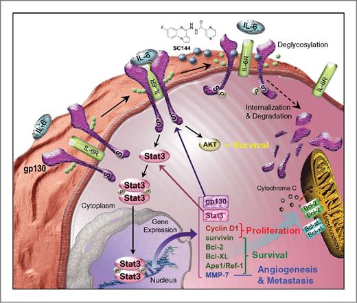 Figure 8. A working model for the anticancer mechanism of SC144 in ovarian cancer. We surmise that SC144 is cytotoxic to ovarian cancer cells via a mechanism involving the inhibition of gp130 activity, leading to the inactivation of Akt and Stat3 as well as the suppression of Stat3-regulated gene expression. As a result, SC144 treatment eventually causes cell-cycle arrest, anti-angiogenesis, and apoptosis.