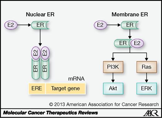 Figure 2. Estrogen receptor function: genomic (nuclear ER) and nongenomic (membrane ER) action.