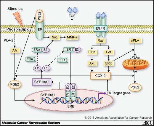 Figure 3. Possible relationship between inflammation, COX-2, EGFR, and aromatase.