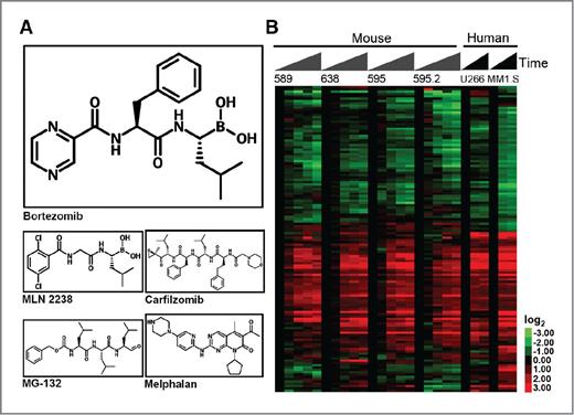 Figure 1. Identification of bortezomib-responsive genes by GEP. A, chemical structures of the proteasome inhibitors bortezomib, MLN2238, and carfilzomib and the alkylating agent melphalan. B, heatmap of bortezomib-responsive genes common to mouse and human plasma cell malignancy in vitro using 3 BzS mouse lines (595 in duplicate as 595.2) treated with 66 nmol/L bortezomib and 2 HMCLs treated with 33 nmol/L bortezomib. Mouse cells were collected at 0, 2, 8, 16, and 24 hours and human cells at 0, 16, and 24 hours after bortezomib treatment. Columns represent time points and rows represent genes. Columns are ordered first by cell line and second by ascending time; genes are ordered by hierarchical cluster analysis. Color indicates fold change, which was determined for each gene by comparing the average of the 16- and 24-hour time points to the 0-hour time point in each time course. A full gene list has been provided in Supplementary Table S1.