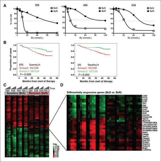 Figure 2. Kinetic similarities and differences in bortezomib (Bz) response in BzS and BzR mouse lines. A, kill curve analysis of 3 representative pairs of BzS and BzR mouse cell lines (595, left; 589, middle; 638, right). Cell viability data were collected over a range of 0 to 128 nmol/L bortezomib. Open squares represent BzS lines and filled squares represent BzR lines. All data points shown were normalized to untreated controls. Error bars, which are shown but are smaller than the data symbols, represent the SD of triplicate reads over each experiment. B, Kaplan–Meier curves showing significant differences in event-free survival (EFS; left) and OS (right) in patients from the MMTT3 drug trial clustered on the basis of the expression of the genes that most distinguished mouse BzS and BzR cell lines (Supplementary Fig. S3C). Heatmaps of bortezomib-responsive genes across the 3 BzS mouse lines and their BzR counterparts (595 in duplicate) treated with 66 nmol/L bortezomib (C) and collected at 0, 2, 8, 16, and 24 hours after treatment, highlighting those genes whose responses are most significantly different between BzS and BzR lines (D). Columns represent time points and rows represent the genes. Columns are ordered first by sensitivity and second by sample; genes are ordered by hierarchical cluster analysis. Colors indicate fold change, which was determined for each gene by comparing the average of the 16- and 24-hour time points to the 0-hour time. A full gene list for B has been provided in Supplementary Table S2.