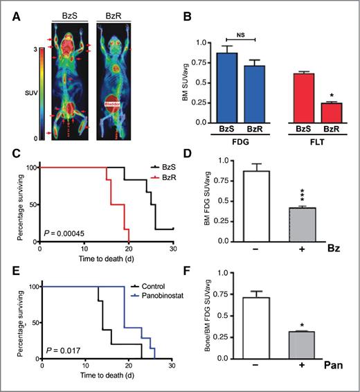 Figure 4. BzR cells respond favorably to panobinostat (Pan) in vivo. A, representative FDG-PET imaging of untreated 595 BzS and BzR cell-injected FVBN/Bl6 syngeneic mice (1 mouse shown from each group). Red arrows indicate tumor “hotspots.” B, quantification of FDG- (blue) and FLT-PET (red) imaging of untreated BzS and BzR mice [n = 2 per group (4 tissue sites scored from each); *, P < 0.05]. BM, bone marrow; SUV, standardized uptake value. C, Kaplan–Meier curve of BzS (black) and BzR (red) cell-injected mice treated with bortezomib (Bz). Statistical significance was determined using a one-tailed Student t test. D, quantification of FDG-PET–imaged BzS mice treated with either vehicle (left; white bar) or bortezomib [right; gray bar; n = 2 per group (4 tissue sites scored from each); ***, P < 0.0005]. E, Kaplan–Meier curve of BzR cell-injected mice treated with vehicle (n = 5; black) or panobinostat (n = 6; blue) until death. Statistical significance of both Kaplan–Meier curves was determined using a one-tailed Student t test. F, quantification of FDG-PET–imaged BzR mice treated with either vehicle (left; white bar) or panobinostat [right; gray bar; n = 2 per group (4 tissue sites scored from each); *, P < 0.05]. Statistical significance of all PET imaging was determined using a two-tailed, nonparametric Mann–Whitney test [95% confidence interval (CI)].