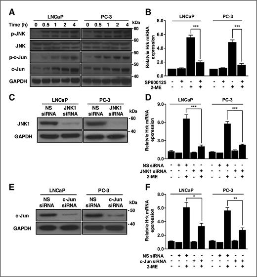Figure 2. JNK activation of c-Jun mediates Hrk upregulation. A, JNK-mediated c-Jun activation by 2-ME in prostate cancer cells. Protein expression was determined by Western blot analysis in cells treated with 2-ME for the indicated time interval. B, JNK inhibitor, SP600125 attenuates Hrk upregulation. Hrk expression was determined by quantitative RT-PCR in cells exposed to 2-ME in the absence or presence of 10 μmol/L SP600125 for 24 hours. Hrk expression is normalized to GAPDH and values are presented as fold increase relative to gene expression in untreated cells. ***, P < 0.001. C, suppression of endogenous JNK1 by siRNA knockdown. JNK1 expression was determined by Western blot analysis in cells transfected with nonspecific (NS) control or JNK1 siRNA for 24 hours. D, JNK knockdown represses Hrk induction. Hrk expression was determined by quantitative RT-PCR in cells transfected with NS or JNK1 siRNA for 24 hours and then treated with 2-ME for 12 hours. Hrk expression was normalized to GAPDH and values are presented as fold increase relative to gene expression in NS siRNA-transfected cells. ***P < 0.001. E, suppression of endogenous c-Jun by siRNA knockdown. C-jun expression was determined by Western blot analysis in cells transfected with NS or c-Jun siRNA for 24 hours. F, c-Jun knockdown represses Hrk induction. Hrk expression was determined by quantitative RT-PCR in cells transfected with NS or c-Jun siRNA for 24 hours and then treated with 2-ME for 12 hours. Hrk expression was normalized to GAPDH and values are presented as fold increase relative to gene expression in NS siRNA-transfected cells. *, P < 0.05; **, P < 0.01.