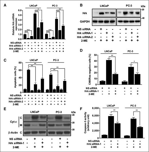 Figure 3. Hrk knockdown prevents 2-ME-mediated apoptotic cell death. A, suppression of the 2-ME–mediated Hrk induction by Hrk siRNA. Hrk expression determined by quantitative RT-PCR in cells transfected with NS or Hrk siRNAs for 24 hours and then treated with 2-ME for 12 hours. Hrk expression is normalized to GAPDH and values are presented as fold increase relative to Hrk expression in NS siRNA-transfected cells. *, P < 0.05; **, P < 0.01; ***, P < 0.001. B, suppression of the 2-ME–mediated Hrk protein induction by Hrk siRNA. Hrk expression was determined by Western blot analysis in cells transfected with NS control or Hrk siRNAs for 24 hours and then treated with 2-ME for 12 hours. C, Hrk knockdown prevents 2-ME–mediated apoptotic cell death. Cells were transfected with NS or Hrk siRNAs for 24 hours and then treated with 2-ME for 48 hours. The number of apoptotic cells was determined by double staining with Annexin V-FITC and 7-AAD. **, P < 0.01. D, Hrk knockdown prevents 2-ME–mediated decrease in mitochondrial membrane potential. Cells were transfected with NS or Hrk siRNA-1 for 24 hours and then treated with 2-ME for 6 hours. Reduction in mitochondrial membrane potential was determined by monitoring uptake of CMXRos. *, P < 0.05; **, P < 0.01. E, Hrk knockdown represses 2-ME–mediated cyt c release. Cells were transfected with NS or Hrk siRNA-1 for 24 hours and then treated with 2-ME for 12 hours. Lysates of cytosolic (C) and membrane (M) fractions were subjected to Western blot analysis. F, Hrk knockdown impedes 2-ME–mediated caspase activation. Caspase enzymatic activity was assessed with whole-cell lysates from cells transfected with NS or Hrk siRNA for 24 hours and then treated with 2-ME for 12 hours. **, P < 0.01.