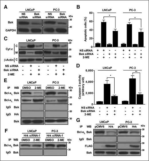 Figure 4. Hrk disrupts the association of Bak with Bcl-xL. A, suppression of endogenous Bak by siRNA knockdown. Bak expression was determined by Western blot analysis in cells transfected with nonspecific (NS) control or Bak siRNA for 24 hours. B, Bak knockdown prevents 2-ME–mediated apoptotic cell death. Cells were transfected with NS or Bak siRNA for 24 hours and then treated with 2-ME for 48 hours. The number of apoptotic cells was determined by double staining with Annexin V-FITC and 7-AAD. *, P < 0.05. C, Bak knockdown represses 2-ME–mediated cyt c release. Cells were transfected with NS or Bak siRNA for 24 hours and then treated with 2-ME for 12 hours. Lysates of cytosolic (C) and membrane (M) fractions were subjected to Western blot analysis. D, Bak knockdown impedes 2-ME–mediated caspase activation. Caspase enzymatic activity was assessed with whole-cell lysates from cells transfected with NS or Hrk siRNA for 24 hours and then treated with 2-ME for 12 hours. *, P < 0.05; **, P < 0.01. E, 2-ME–mediated Hrk activation attenuates Bak association with Bcl-xL. Lysates from cells treated with DMSO or 2-ME were immunoprecipitated with anti-Bcl-xL or control IgG antibody and immunoblotted with anti-Bak or -Hrk antibody. Immunoblots of whole-cell lysates with anti-Bak antibody represents equal amount of Bak expression in cells. F, Hrk knockdown prevents disruption of the interaction between Bak and Bcl-xL. Cells were transfected with Hrk siRNA-1 and then treated with DMSO or 2-ME for 12 hours. Lysates were immunoprecipitated with anti-Bcl-xL or control IgG antibody and immunoblotted with anti-Bak antibody. G, Hrk overexpression diminishes Bak association with Bcl-xL. Cells were transiently transfected with either empty vector (pCMV6) or vector containing Hrk cDNA (Hrk) for 24 hours. Lysates were immunoprecipitated with anti-Bcl-xL or control IgG antibody and immunoblotted with anti-Bak antibody. Immunoblots of whole-cell lysates with anti-FLAG and -Bak antibodies represent Hrk overexpression and equal amount of Bak expression in cells, respectively.