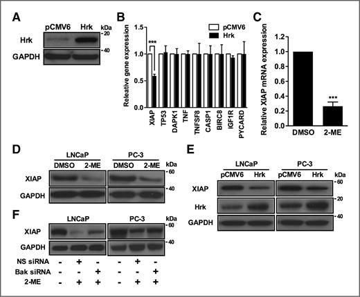 Figure 5. Hrk overexpression represses XIAP levels. A, Hrk overexpression in LNCaP cells. Hrk expression was determined by Western blot analysis in cells transiently transfected with either empty vector (pCMV6) or vector containing Hrk cDNA (Hrk) for 24 hours. B, XIAP expression is decreased in Hrk overexpressing LNCaP cells. Gene expression was determined by quantitative RT-PCR in cells transiently transfected with either empty vector (pCMV6) or vector containing Hrk cDNA (Hrk) for 24 hours. Gene expression is normalized to GAPDH and values are presented as fold change relative to gene expression in pCMV6-transfected cells. ***, P < 0.001. C, 2-ME reduces endogenous XIAP levels. XIAP mRNA levels determined by quantitative RT-PCR in LNCaP cells treated with 2-ME for 18 hours. XIAP expression is normalized to GAPDH and values are presented as fold change relative to expression in DMSO-treated cells. ***, P < 0.001. D and E, decrease in XIAP protein levels by 2-ME (D) and Hrk overexpression (E). XIAP protein level was determined by Western blot analysis in cells treated with 2-ME (D) or transiently transfected with either empty vector (pCMV6) or vector containing Hrk cDNA (Hrk) for 24 h (E). F, Bak knockdown reverses 2-ME–mediated XIAP reduction. XIAP expression was determined by Western blot analysis in cells transfected with NS or Bak siRNA for 24 hours and then treated with 2-ME for 12 hours.