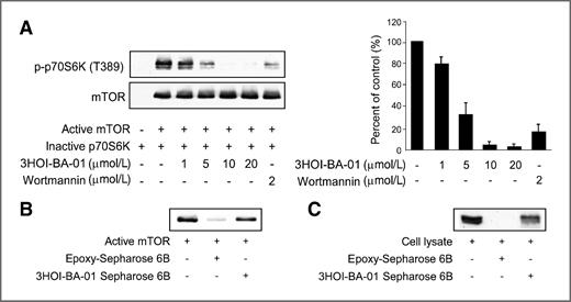 Figure 2. 3HOI-BA-01 inhibits mTOR kinase activity by directly binding with mTOR. A, 3HOI-BA-01 suppresses mTOR in vitro kinase activity in a concentration-dependent manner. An inactive p70S6K protein was used as the substrate for an in vitro kinase assay with active mTOR and 100 μmol/L ATP. Proteins were resolved by SDS-PAGE and detected by Western blotting. B and C, 3HOI-BA-01 binds directly to mTOR in vitro (B) and ex vivo (C). Sepharose 6B beads were used for binding and pull-down assays as described in Materials and Methods. Lane 1 is input control (mTOR protein standard); lane 2 is the negative control, indicating no binding between mTOR and Sepharose 6B beads; and lane 3 shows that mTOR binds with 3HOI-BA-01-Sepharose 6B beads.