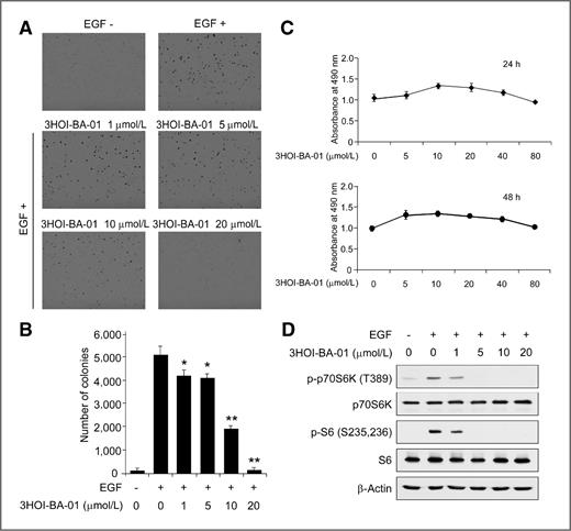 Figure 3. 3HOI-BA-01 inhibits EGF-induced neoplastic transformation and signal transduction in JB6 Cl41 cells. A, 3HOI-BA-01 inhibits EGF-induced anchorage-independent growth of JB6 Cl41 cells. B, quantification data for A. *, significant (P < 0.01) decrease in colony formation in cells treated with 3HOI-BA-01 compared with the DMSO-treated group. C, cytotoxic effects of 3HOI-BA-01 on JB6 Cl41 cells. An MTS assay was used after treatment of cells with 3HOI-BA-01 for 24 or 48 hours, respectively. D, 3HOI-BA-01 inhibits mTOR downstream signal transduction in JB6 Cl41 cells. After starvation in serum-free medium for 24 hours, cells were treated with 3HOI-BA-01 at the indicated concentrations for 2 hours and then stimulated with EGF (20 ng/mL) for 15 minutes. Cells were then harvested and protein levels were determined by Western blot analysis.