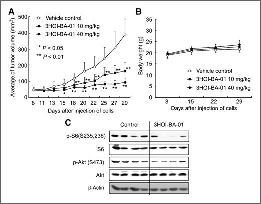 Figure 6. Effect of 3HOI-BA-01 on lung cancer growth and mTOR targets in an A549 xenograft mouse model. A, 3HOI-BA-01 significantly suppresses lung cancer cell growth. The average tumor volume of vehicle-treated control mice and 3HOI-BA-01–treated mice plotted over 29 days after tumor cell injection. The P values indicate a significant inhibition by 3HOI-BA-01 on tumor growth (*, P < 0.05; **, P < 0.01). B, 3HOI-BA-01 has no effect on mouse body weight. Body weights from treated or untreated groups of mice were measured once a week. C, 3HOI-BA-01 inhibits mTOR-targeted protein expression in A549 lung cancer tissues. The tumor tissues from groups treated with vehicle or 10 mg 3HOI-BA-01/kg body weight were immunoblotted with antibodies to detect the expression of total- and phospho-S6 and Akt proteins. Expression of β-actin was used to verify equal protein loading.