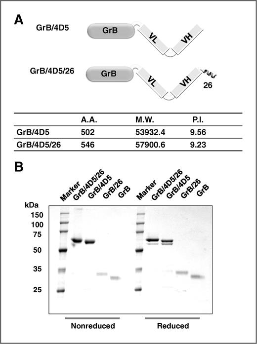 Figure 1. Construction and preparation of GrB-based fusion constructs. A, schematic diagram of GrB fusion constructs containing scFv 4D5 and GrB without or with fusogenic peptide 26. B, purified GrB-based chimeric proteins were analyzed by SDS–PAGE under nonreducing conditions.