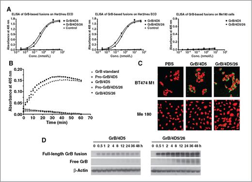 Figure 2. Characterization and comparison of GrB-based fusion proteins. A, Kd of the fusion constructs to Her2/neu ECD, Her2/neu–positive BT474 M1 cells, and Her2/neu–negative Me180 cells by ELISA. B, enzymatic activity of GrB moiety of fusion proteins compared with native GrB. C, internalization analysis of BT474 M1 cells and Me180 cells after 4 hours of treatment with 25 nmol/L functionalized GrB fusions. Cells were subjected to immunofluorescent staining with anti-GrB antibody (FITC-conjugated secondary), with PI nuclear counterstaining. D, Western blot analysis of intracellular behavior of 25 nmol/L GrB fusion constructs in BT474 M1 cells.