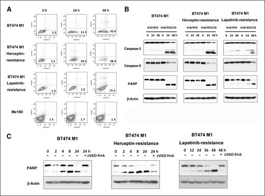 Figure 3. Effects of GrB-based fusions on apoptotic pathways of BT474 M1 parental, Herceptin-, and lapatinib-resistant cells. A, detection of apoptosis of GrB/4D5/26 by Annexin V/PI staining assay. Me180 cells served as a Her2/neu–negative control group. B, Western blot analysis of cleavage and activation of caspases-3 and -9 as well as PARP by GrB-based fusion constructs. C, Western blot analysis of apoptosis kinetics and specificity of GrB/4D5/26. Cells were treated with GrB/4D5/26 for up to 24 hours with or without 100 μmol/L zVAD-fmk for 24 hours in parental or Herceptin-resistant cells and for up to 48 hours in lapatinib-resistant cells.