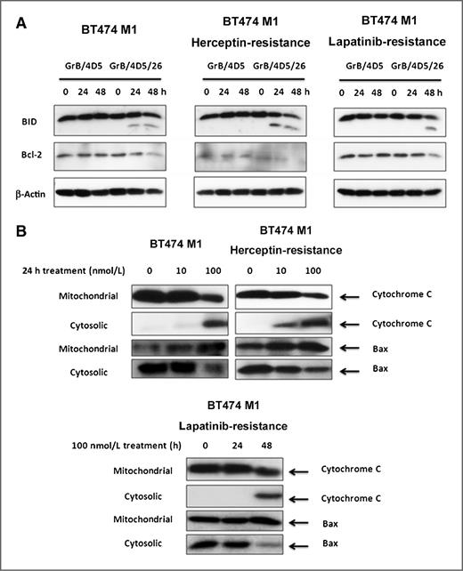 Figure 4. Effects of GrB fusion constructs on mitochondrial pathway in BT474 M1 parental, Herceptin-, and lapatinib-resistant cells. A, effects of GrB-based fusion proteins on the upstream components Bcl-2 and BID in mitochondrial pathway. B, effects of the fusion constructs on cytochrome c release and Bax translocation.