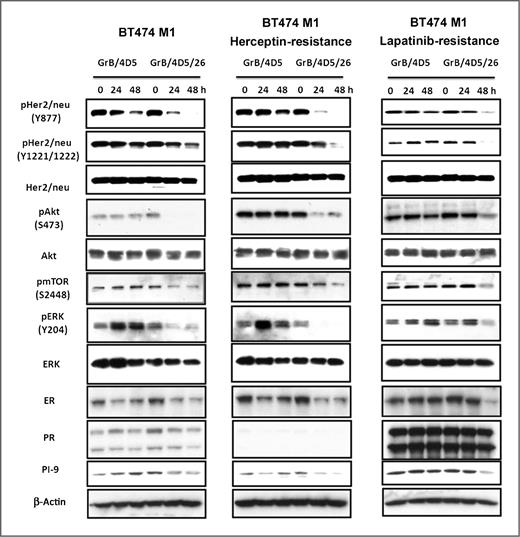 Figure 5. Western blot analyses of the effects of GrB/4D5 and GrB/4D5/26 in BT474 M1 parental, Herceptin-, and lapatinib-resistant cells on Her2/neu and ER signaling pathways. Cells were treated with 100 nmol/L functionalized GrB constructs for 24 or 48 hours, and total cell lysates were quantified and further measured by Western blot analysis of pHer2/neu, pAkt, pmTOR, pERK, ER, PR, and PI-9 level.