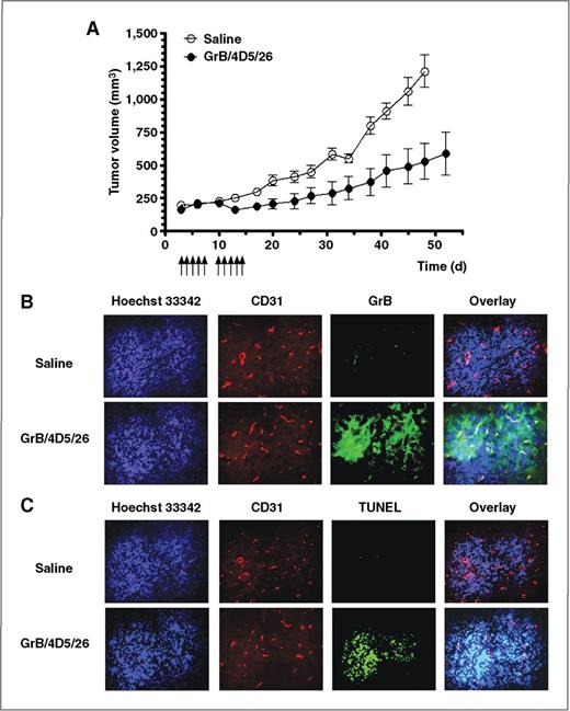 Figure 6. Tumor apoptotic activity of GrB/4D5/26 in BT474 M1 tumor xenografts. A, mice with BT474 M1 flank tumors were intravenously injected with saline or 44 mg/kg GrB/4D5/26 at the indicated times (arrows). Mean tumor volume was calculated as W × L × H as measured with digital calipers. B, immunofluorescence staining of tumor samples after intravenous injection of saline and GrB/4D5/26. Twenty-four hours after injection, animal was sacrificed and frozen tumor sections were prepared and detected by anti-GrB antibody (green) and anti-mouse CD31 antibody (red). Hoechst 33342 (blue) was used for DNA staining. C, apoptosis detection in tumor tissue by TUNEL assay.