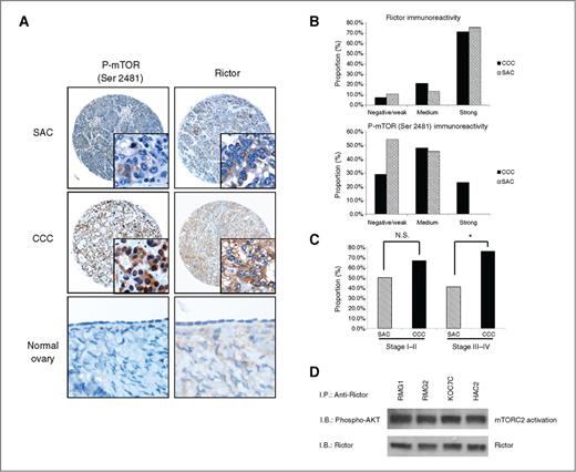 Figure 1. mTORC2 is frequently expressed and activated in ovarian CCCs. Ovarian cancer tissue microarrays and normal ovarian tissues were stained with either anti-Rictor or anti-phospho-mTOR (Ser2481) antibodies. A, representative photographs of ovarian tissue microarray cores. Magnifications, ×100 and ×400 (inset). B, histogram indicating immunoreactivity profile. C, histogram indicating immunostaining profile by clinical stage. Proportion indicates proportion of medium/strong-staining tumors. *, P < 0.05. D, mTORC2 activation status in 4 ovarian CCC cell lines. CCC cells were serum-starved overnight, after which the mTORC2 activity was determined by in vitro kinase assay. Briefly, the cell lysates were incubated with anti-Rictor antibody followed by incubation with protein A-agarose. Immunocomplexes were incubated in kinase reaction buffer, and phospho-AKT and Rictor were detected by Western blotting. I.B., immunoblot; I.P., immunoprecipitation; N.S., not significant.