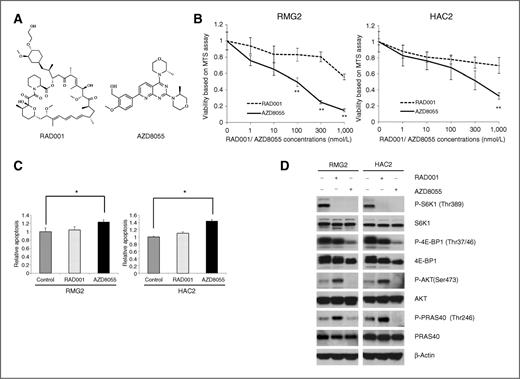 Figure 2. In vitro growth-inhibitory effect of AZD8055 on CCC cell lines. A, chemical structures of RAD001 and AZD8055. B, sensitivity of CCC cells to AZD8055 or RAD001. CCC cells were treated with the indicated concentrations of AZD8055 or RAD001 in the presence of 5% FBS for 72 hours. Cell viability was assessed by MTS assay. Points, mean; bars, SD (**, significantly different between RAD001-treated and AZD8055-treated cells at given drug concentration; P < 0.01). C, AZD8055, but not RAD001, induces apoptosis in ovarian CCC cells. RMG2 and HAC2 cells were treated with 10 nmol/L AZD8055 or 10 nmol/L RAD001 for 24 hours in the presence of 5% FBS. The cells were lysed, and DNA fragmentation was examined. Columns, mean; bars, SD. *, P < 0.05. D, the effect of AZD8055 or RAD001 on the phosphorylation of p70S6K, 4E-BP1, AKT, and PRAS40 in vitro. RMG2 and HAC2 cells were treated with 10 nmol/L AZD8055 or 10 nmol/L RAD001 for 6 hours in the presence of 5% FBS. Cells were harvested, and equivalent amounts (30 μg) of protein were subjected to SDS-PAGE and blotted with various antibodies.