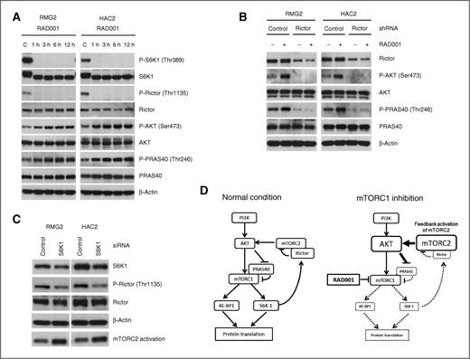 Figure 3. Inhibition of mTORC1 by RAD001 induces mTORC2-mediated phosphorylation of AKT–PRAS40 signaling in CCC cells. A, RAD001 attenuates the phosphorylation of Rictor at Thr1135, which results in increased phosphorylation of AKT and PRAS40 in CCC cells. RMG2 and HAC2 cells were treated with 10 nmol/L AZD8055 or 10 nmol/L RAD001 for the indicated times in the presence of 5% FBS. B, suppression of Rictor by shRNA inhibits RAD001-induced AKT phosphorylation. RMG2 and HAC2 cells plated in 6-well plates were transfected with 20 nmol/L control or Rictor shRNA. After 48 hours, cells were treated with 10 nmol/L AZD8055 or 10 nmol/L RAD001 for 6 hours in the presence of 5% FBS. Cells were harvested, lysed, and equivalent amounts (30 μg) of protein were subjected to SDS-PAGE and blotted with various antibodies. C, effect of S6K1 knockdown by siRNA on Rictor phosphorylation and mTORC2 activation. RMG2 and HAC2 cells plated in 6-well plates were transfected with 100 pmol control or S6K1 siRNA. After 48 hours, cells were harvested, lysed, and equivalent amounts (30 μg) of protein were subjected to SDS-PAGE and blotted with various antibodies. mTORC2 activity was determined by in vitro kinase assay as described in Materials and Methods. D, model of mTORC1-inhibition–mediated feedback activation of AKT. In a normal condition, S6K1 directly phosphorylates Rictor on Thr1135, which negatively regulates the ability of mTORC2 to phosphorylate AKT. mTORC1-inhibition by RAD001 triggers negative feedback mechanisms resulting in mTORC2-mediated phosphorylation of AKT–PRAS40.